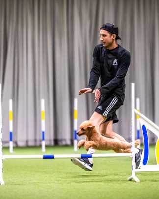 Agility – handlingskurs för tävlingsekipage med Semir Aljanic 17 Maj klockan 10