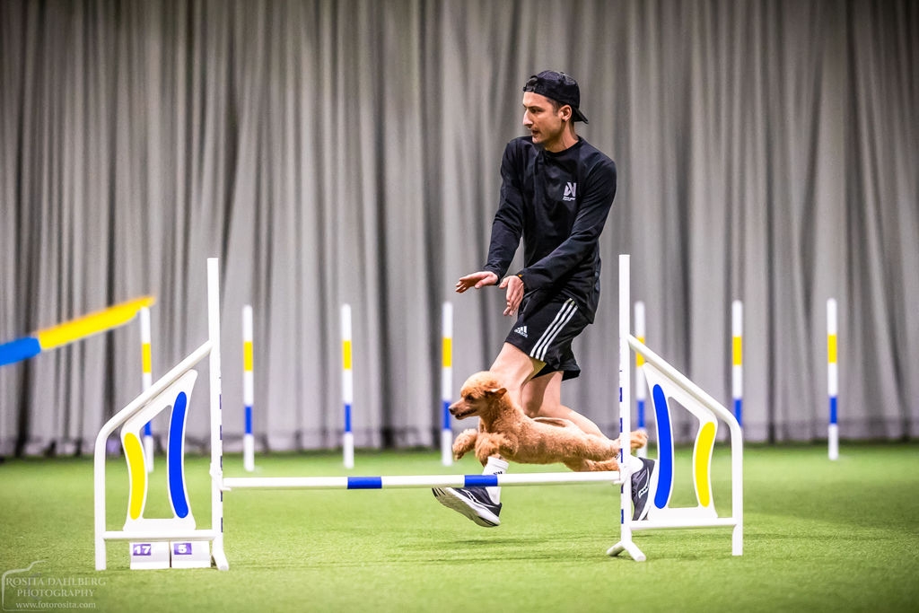 Agility – handlingskurs för tävlingsekipage med Semir Aljanic 17 Maj klockan 14